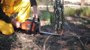 Trusted Cordele, GA Tree Removal and Landscaping Services Experts